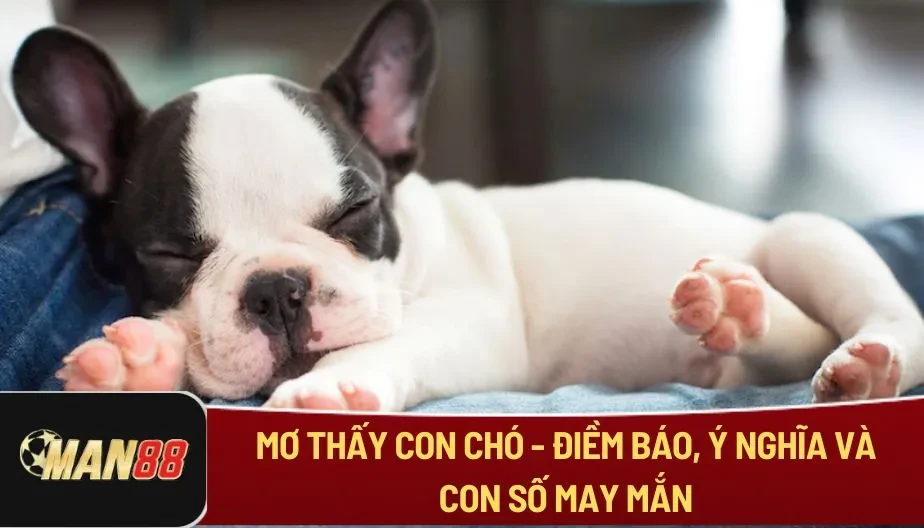 MAN88 Mơ Thấy Con Chó - Điềm Báo, Ý Nghĩa Và Con Số May Mắn