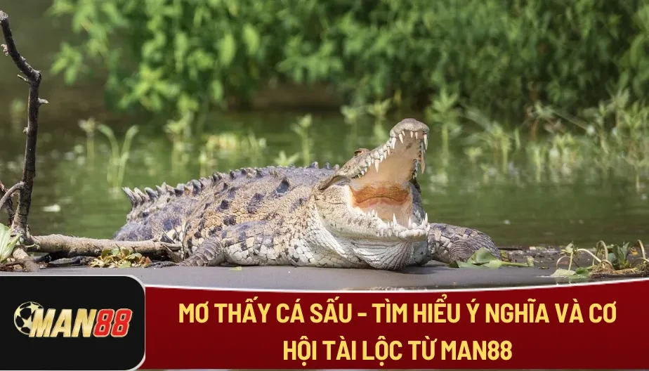 MAN88 Mơ Thấy Cá Sấu - Tìm Hiểu Ý Nghĩa Và Cơ Hội Tài Lộc Từ MAN88